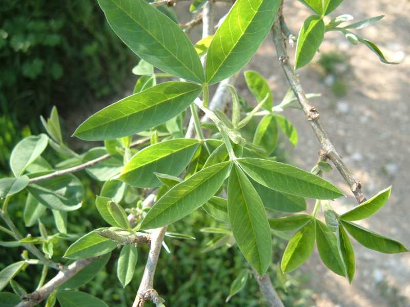 Anagyris foetida